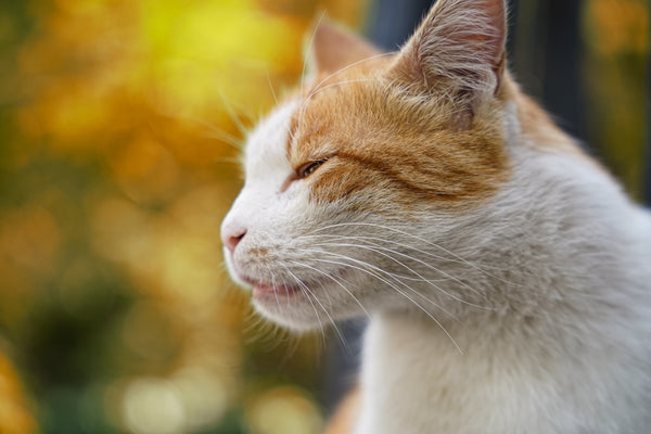 Orange and white cat with eyes closed outdoors