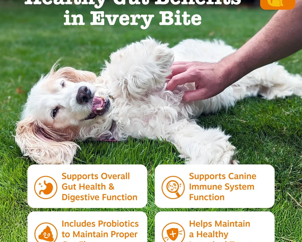Delicious Pumpkin Flavor Probiotic Bites for Dogs - 3 Pack, 60 Count