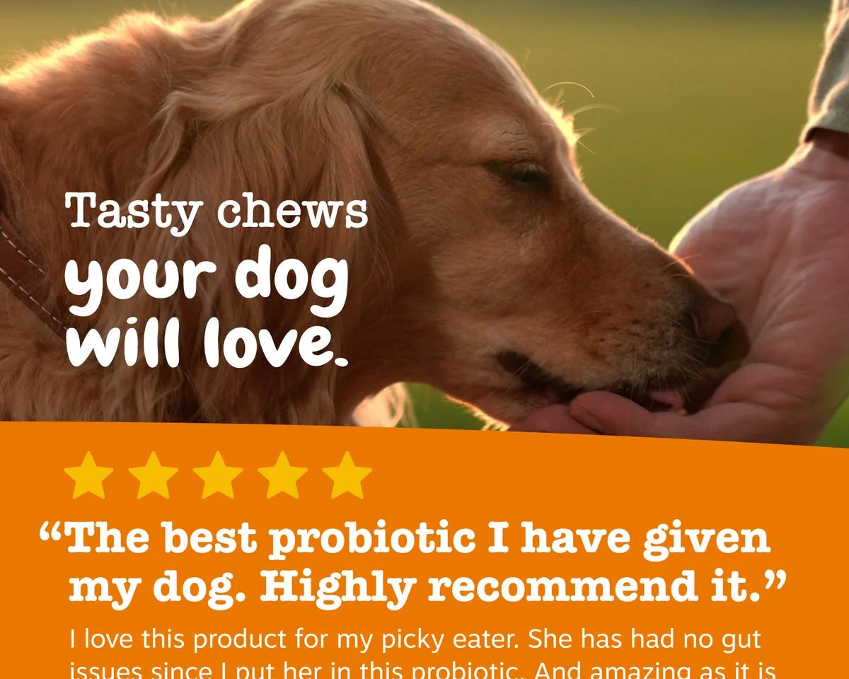 Delicious Pumpkin Flavor Probiotic Bites for Dogs - 3 Pack, 60 Count