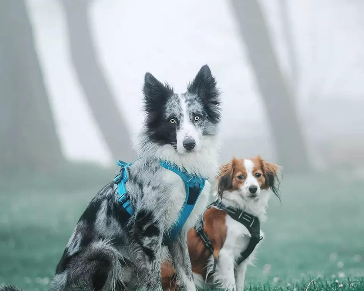 Truelove Adjustable No-Pull Dog Harness with Reflective Vest, Blue, Size XS - Enhanced Comfort and Visibility (Model TLH5651)