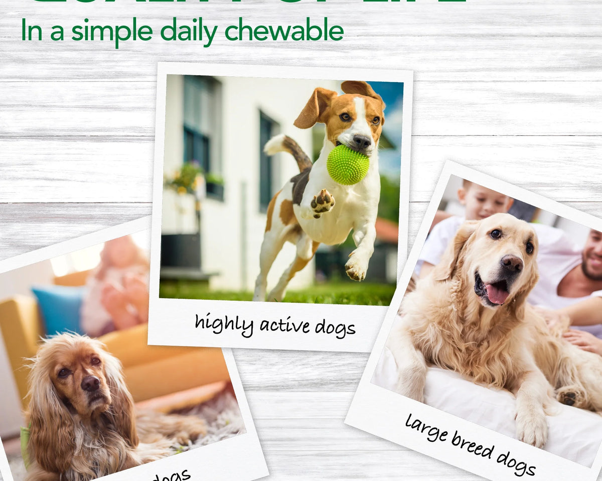 Vet's Best Hip & Joint Support Chewable Tablets for Dogs - 50 Count for Aches & Pains Relief