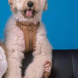 Stylish Dog Walking Experience with Space Cotton Harness