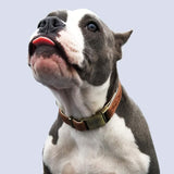 Basic Classic Luxury Padded Leather Dog and Cats Collar,