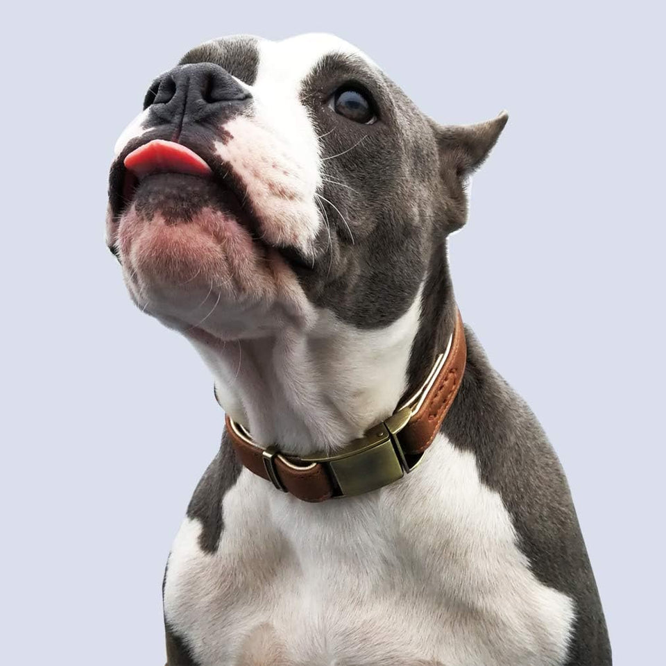 Basic Classic Luxury Padded Leather Dog and Cats Collar,