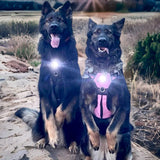 Canine Headlight Harness