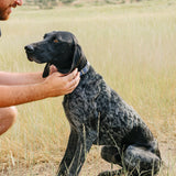 Pawtronic Pro Series: Ultimate Wireless GPS Dog Fence for Unmatched Freedom and Safety