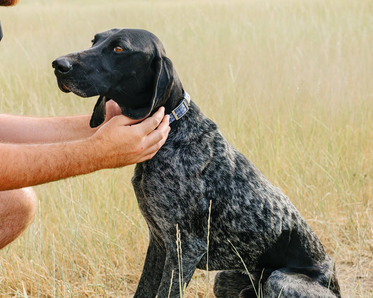 Pawtronic Pro Series: Ultimate Wireless GPS Dog Fence for Unmatched Freedom and Safety