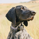 Pawtronic Pro Series: Ultimate Wireless GPS Dog Fence for Unmatched Freedom and Safety