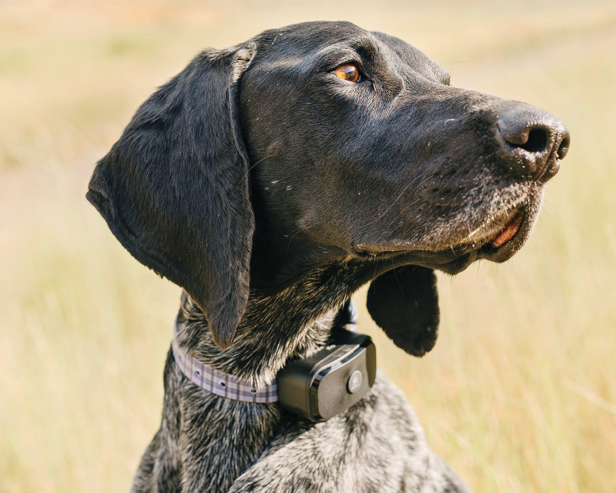 Pawtronic Pro Series: Ultimate Wireless GPS Dog Fence for Unmatched Freedom and Safety