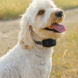 Pawtronic Pro Series: Ultimate Wireless GPS Dog Fence for Unmatched Freedom and Safety