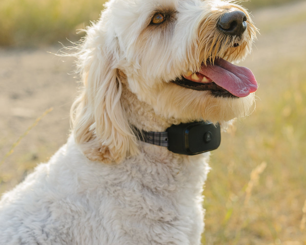 Pawtronic Pro Series: Ultimate Wireless GPS Dog Fence for Unmatched Freedom and Safety