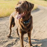 Pawtronic Pro Series: Ultimate Wireless GPS Dog Fence for Unmatched Freedom and Safety