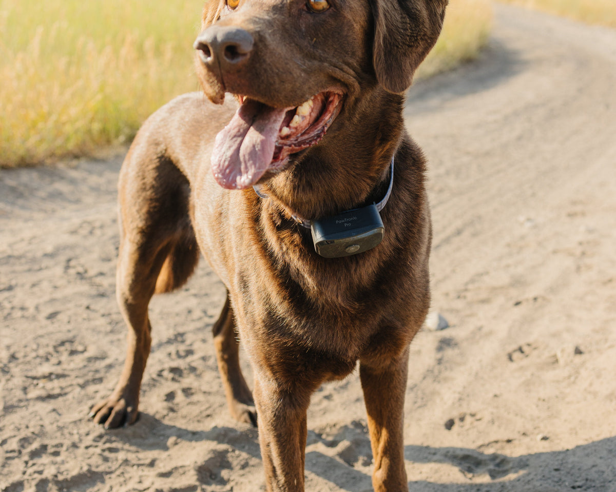 Pawtronic Pro Series: Ultimate Wireless GPS Dog Fence for Unmatched Freedom and Safety