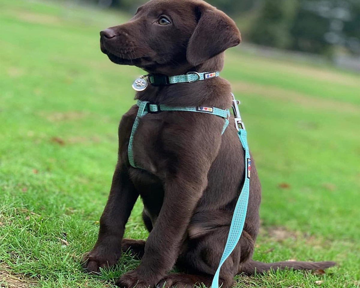 Adjustable Pink Camouflage Dog Harness - Step-In Reflective Vest for Large Dogs, Puppies & Seniors