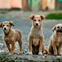 selective focus photography of three brown puppies