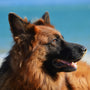 adult tan and black German shepherd