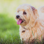 shallow focus photo fshort-coated beige dog