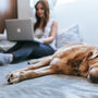 Golden Retriever lying on bed