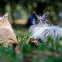 selective focus photo of brown and gray rabbits