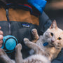 person carrying orange tabby cat