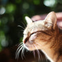 tilt shift lens photography of brown tabby cat