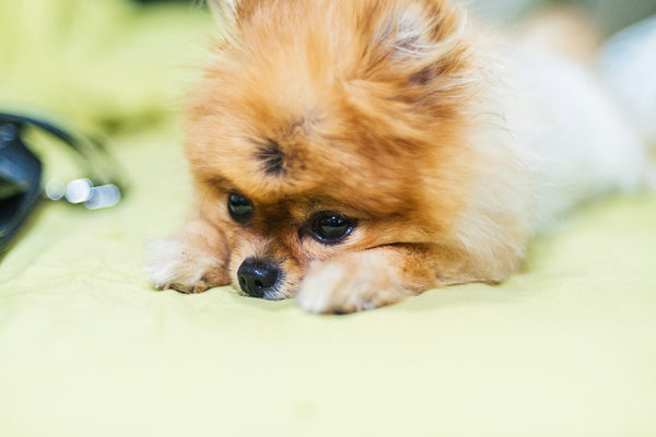 brown puppy on green textile