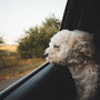 selective focus photography of long-coated dog inside vehicle