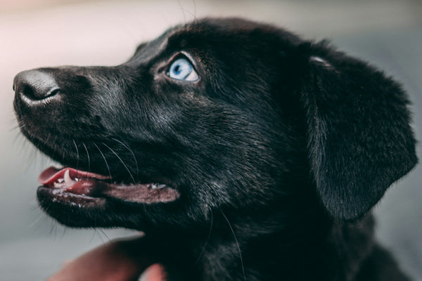 black Labrador retriever puppy on selective focus photography