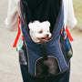 short-coated white dog inside black and blue backpack