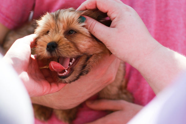 person petting tan dog