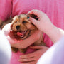 person petting tan dog