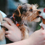 person holding brown and black airedale terrier puppy licking ice cream on cone