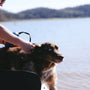 a dog that is sitting in a boat