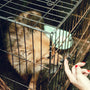 person beside cage with brown dog