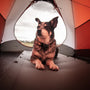 shirt-coated black and gray dog inside red and white tent