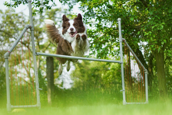 short-coated white and brown dog jumping on white metal rod