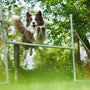 short-coated white and brown dog jumping on white metal rod