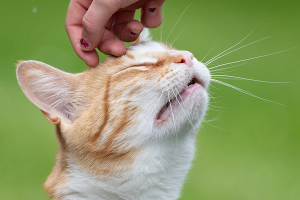 close-up photo of person holding orange tabby cat