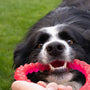 dog biting pink rubber