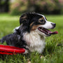 selective focus photo of black and white dog