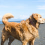 brown medium coated dog at the beach