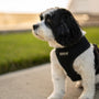 white and black puppy near grass