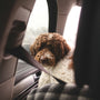 shallow focus photo of long-coated brown and white dog