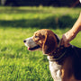 selective focus photography of adult tricolor beagle