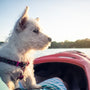 white wire haired dog in red boat