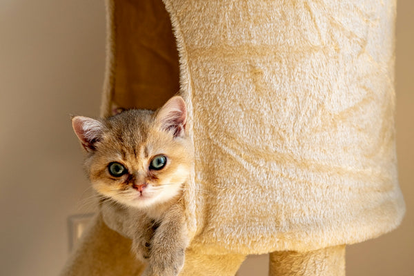 kitten in cat tree