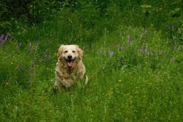 brown long-coated dog close-up photography