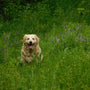 brown long-coated dog close-up photography