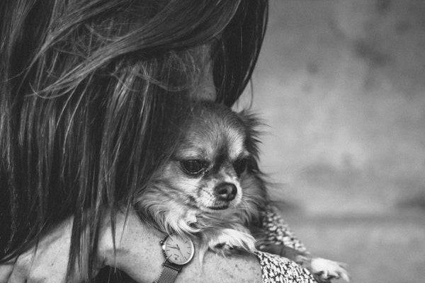 grayscale photo of medium-coated dog