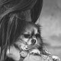 grayscale photo of medium-coated dog